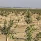 Young Orchard Irrigation and Nutrient Management Workshop - Fresno, CA