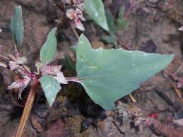 Image result for Atriplex