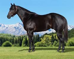 Black And Brown Quarter Horse Wagons West Si 107 Quarter Horse Horses Western Pleasure Horses
