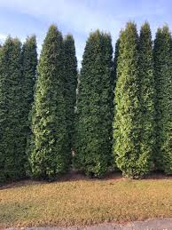 We did not find results for: Pyramidal Arborvitae Available Fall 2021 Kelly Tree Farm