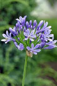Free Image On Pixabay Blossom Bloom Flower Flowers Bloom Agapanthus