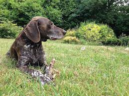 Maybe you would like to learn more about one of these? German Shorthaired Weimaraner Info Pictures Traits Facts Doggie Designer