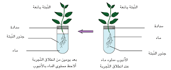 امتصاص الماء وعملية التبخر عند النبتة الموسوعة المدرسية