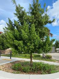 Image result for Conocarpus