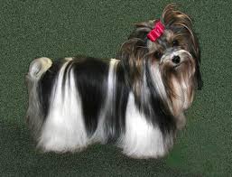 Pin By Lisa Carey On Pets Biewer Yorkie Yorkshire Terrier Puppies Yorkie