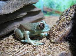 Uluguru Forest Tree Frog Aka Ruby Eyed Tree Frog Tree Frogs Amphibians Frog