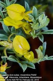 Image result for Crotalaria dura