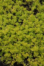 Image result for Lysimachia
