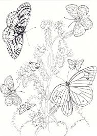 The fluttering butterflies are magnificent with their colorful wings, but there is one. Free Printable Butterfly Coloring Pages For Kids