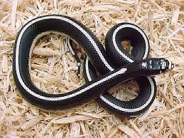 Check spelling or type a new query. Black White Stripe California Kingsnake