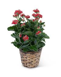 Image result for Kalanchoe lanceolata