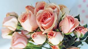 Modern living room wallpapers romantic beautiful love swan lake. Roses With Love Pretty Rose Bonito Sweet Still Life Graphy Love Flowers Hd Wallpaper Peakpx