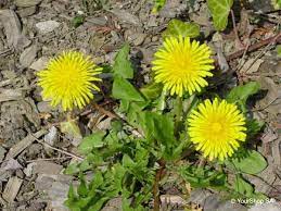 Dandelion Flower From Switzerland Dandelion Dandelion Leaves Dandelion Flower
