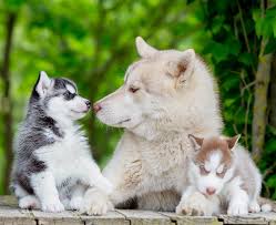 They make amazing household companions. Pictures Of Huskies An Amazing Gallery Of Siberian And Alaskan Dogs And Pups