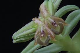 Epidendrum Schlechterianum Rare Flowers Orchids Orchid Flower