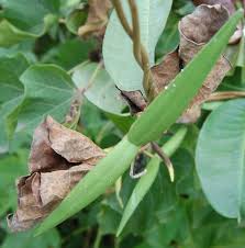 Image result for Cryptolepis apiculata