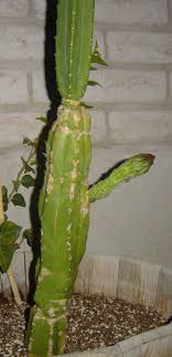 We sell and deliver san pedro cactus nationwide, from cape town to johannesburg. Identifying San Pedro Cactus The Ethnobotanical Garden Shroomery Message Board