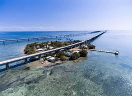 Image result for Faroa pusilla