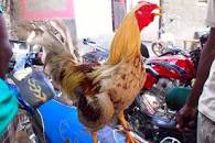 Image result for gandhi's black market of cockfighting as donald joseph walters