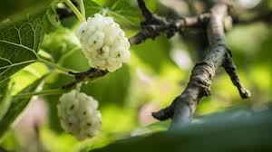 Il gelso produce abbondanti frutti con ottime qualità e molti benefici per il. Il Gelso Bianco Frutto Foglie E Radici Tuo Benessere