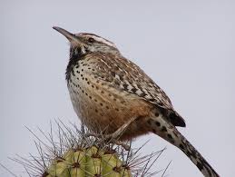 Birds Of The Southwestern Desert Behold The Cactus Wren Amazing Photos Of The Desert Dwelling Birds Cactus Wren Southwestern Art Bird Photo