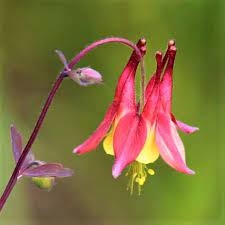 How To Grow And Care For Columbine Flowers Gardener S Path