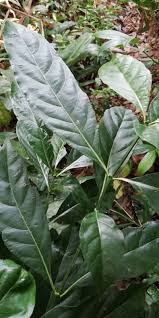 Image result for Craterispermum