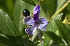 Image result for Rotheca myricoides