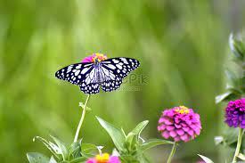 There are approximately 20,000 species of butterflies in the world. Relationship Between Flower And Butterfly Photo Image Picture Free Download 480007290 Lovepik Com