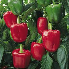 Red Bell Pepper Xl Heirloom 30seeds Premium Strain Inherited Etsy In 2021 Pepper Plants Stuffed Peppers Vegetable Garden Design
