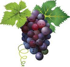 Grapes Png Image Grape Painting Grapes Grape Drawing