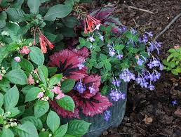 Planters For Pollinators Butterflies Hummingbirds Container Pollinator Gardener S Supply Plant Combinations Pollination Container Gardening