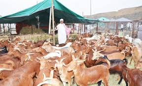 Find out the latest happenings about the qurbani of camel ! Sacrificial Animals Prices Soar Ahead Of Eid Al Adha In Saudi Arabia Arab News