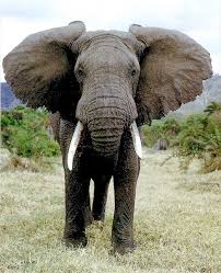 African Elephant