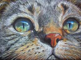 30 Beautiful Cat Drawings Best Color Pencil Drawings And Paintings World Cat Day Aug 8 Realistic Cat Drawing Realistic Drawings Color Pencil Drawing