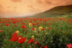 Field Of Blooming Poppies Photographic Print Richard T Nowitz Allposters Com In 2021 Poppies Holy Land Holy Land Israel