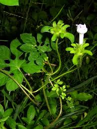 Image result for Ipomoea pes-tigridis