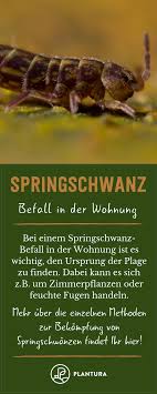 Springschwanz Befall In Der Wohnung Springschwanze Sind Kleine Schadlinge Im Haus Oder Im Garten Woran Ihr Den Sp Pflanzen Schadlinge Im Garten Gartentipps