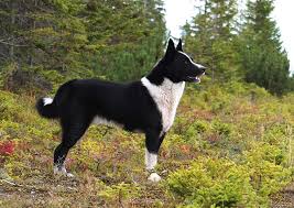 Image result for karelský medvědí pes