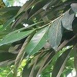 Image result for Ficus saussureana