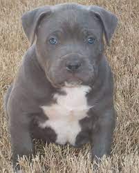Pin On Cute Baby Animals Picture