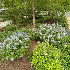 Image result for Tabernaemontana odoratissima