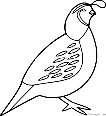 This section includes, enjoyable colouring, free printable homework, quail coloring pages and worksheets for every age. Quail Coloring Pages Coloringall