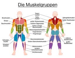 Learn about the definition and terminology of the muscular system in our video tutorial. Muscles German Names Chart Muscular Male Body Stock Vector Illustration Of Muscular Bodybuilder 96024005