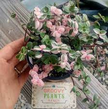Pale green and white, 12. Pin On Plants And Gardening