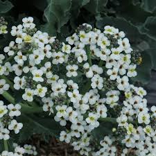 Image result for Crambe