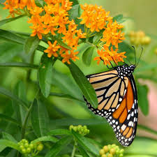 Like all butterflies, monarch butterflies alter their diet as they change. Asclepias Tuberosa Orange Butterfly Weed High Country Gardens