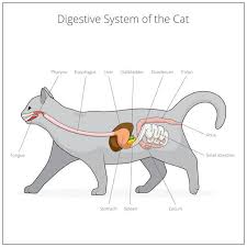 Cats are tricky because they hide disease well. Pancreatitis In Cats A Silent Killer Animalbiome
