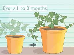 How To Grow Ivy From Cuttings Plants Ivy Plants Growing Lavender