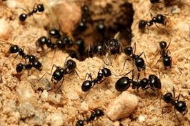 Truly nolen offers a free online estimate for its quarterly four seasons pest control service. Extermination Services Dial One Real Estate Pest Control Inc Louisville Kentucky